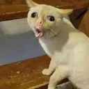 Bleh