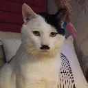 kitler
