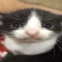 Pipipi
