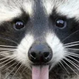 Raccoon_lick