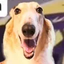 sillydog