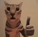 wow_cat
