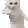catDance