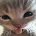 cat_bleh