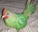 whatsappchicken Discord emoji