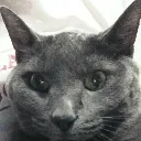 glares_at_you