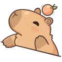 capybongo