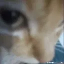 lookscat lookscat