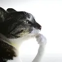 catthinking