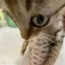 you_what