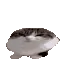 wawa