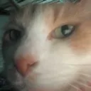 fartlordkittymewmew fartlordkittymewmew