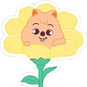 Quokka_Flower