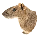 Kerodon