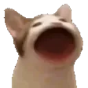 PopCat