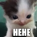 hehe_cat