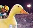 duc