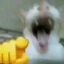 catpoint