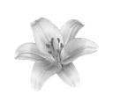 A white lily flower in full bloom shown in grayscale.