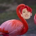 FLAMINGI