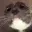 Cat_Peeping