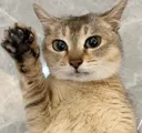 catwave