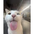 nichooSilly