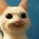 :3_catmeme_josh: 3_catmeme_josh