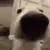 DogSnifa