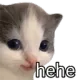 cat_hehe