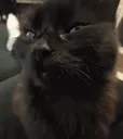 catsus