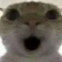cat_omg