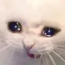 cat_cry