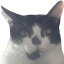 MellowWTF