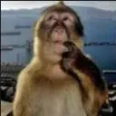 monkeythink
