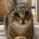 cat cat