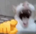 XDDDDDDDDDD