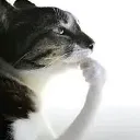 pensologoexisto