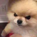 lily3