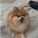 lily6