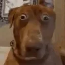 ScoobyDoo