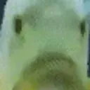 sadfish