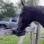horsealert