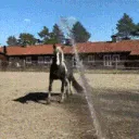 Horse_Rotate