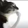 thinker