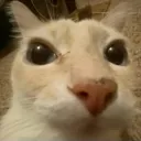 billu