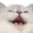 cat_kek