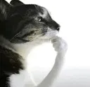 thinkingcatmemethinkingcat