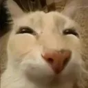 gatohuhdespuesdeunporro