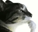 catponder